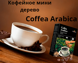 Гибридное кофейное мини дерево Coffea Arabica на подоконнике. 